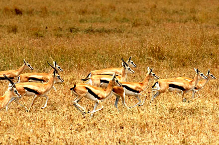 Gazelles zijn vaak bij waterbronnen te vinden.