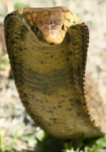 Cobra slang.