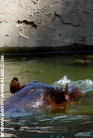 Nijlpaard in de zoo van Cairo in Egypte.