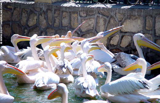Vogels krijgen eten in de zoo van Cairo in Egypte.