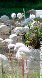 Flamingo's in de Zoo van Cairo in Egypte.