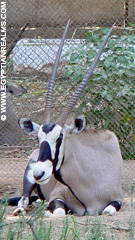 In de Zoo van Cairo.