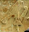 Oud-Egyptisch hieroglief van een havik met veer.