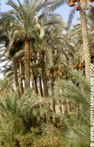 Palmbomen in Egypte.