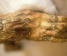 Tattoo on egyptian mummy.