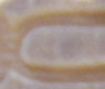 Ancient Egyptian hieroglyph Cartouche